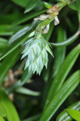 Saxegothaea conspicua