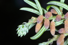 Saxegothaea conspicua