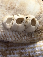 Amphibalanus eburneus