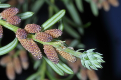 Saxegothaea conspicua