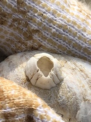 Amphibalanus eburneus