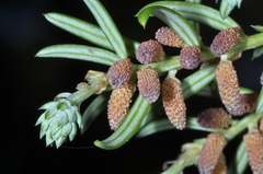 Saxegothaea conspicua