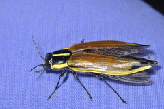 Epistomentis pictus
