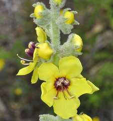 Verbascum charidemi