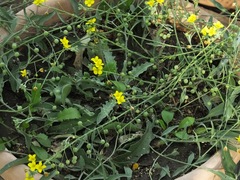 Physaria thamnophila