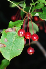 Malus sargentii