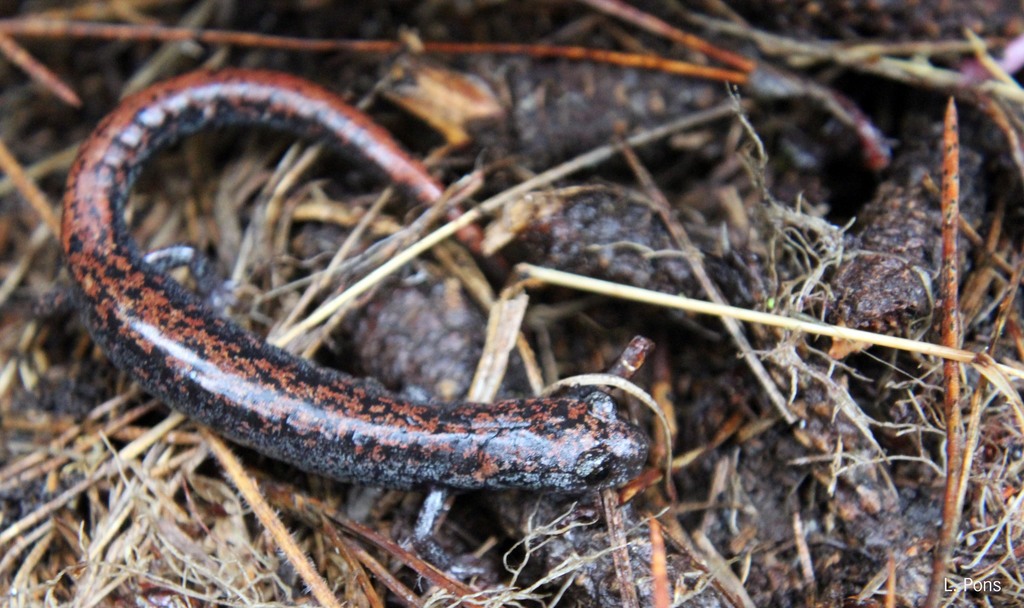 Leprous False Brook Salamander