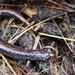 Leprous False Brook Salamander - Photo (c) lizette_pons_martin_del_campo, some rights reserved (CC BY-NC)