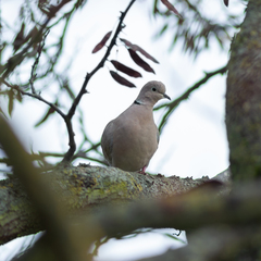 Streptopelia decaocto