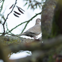 Streptopelia decaocto
