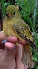 Mionectes oleagineus