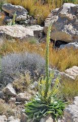 Verbascum charidemi