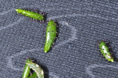 Adenocaulon chilense