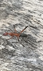 Leptomyrmex tibialis
