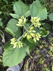 Schistocarpha eupatorioides