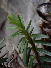 Veronica linifolia