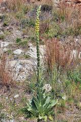 Verbascum charidemi