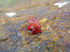 Calcinus californiensis