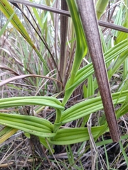 Habenaria araneiflora