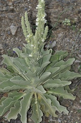 Verbascum giganteum