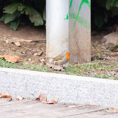 Erithacus rubecula