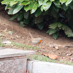 Erithacus rubecula
