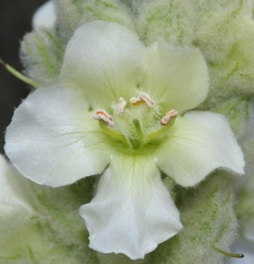 Verbascum giganteum