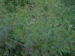 Tagetes verticillata