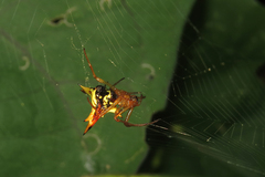 Micrathena furcata
