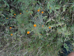Tagetes verticillata
