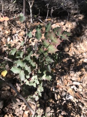 Berberis swaseyi