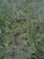 Tagetes verticillata