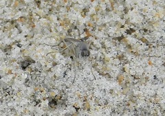 Hypocharassus pruinosus