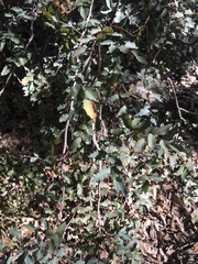 Berberis swaseyi