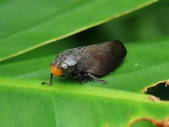 Cephisus xanthocephala