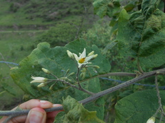 Solanum torvum