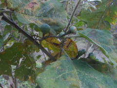 Solanum torvum