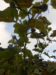Solanum torvum