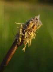 Eleocharis macrostachya