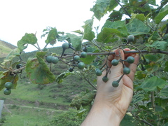 Solanum torvum