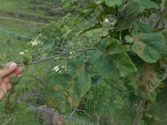 Solanum torvum