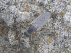Hypocharassus pruinosus