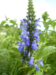 Salvia polystachia