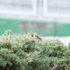 Passer domesticus