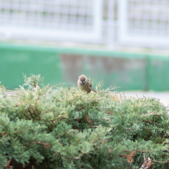 Passer domesticus