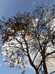 Handroanthus chrysanthus