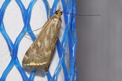 Loxostege munroealis
