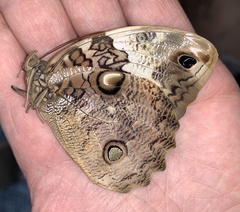 Opsiphanes tamarindi