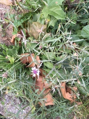 Centaurea