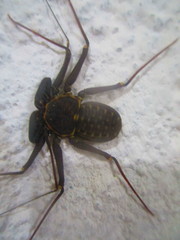 Phrynus operculatus